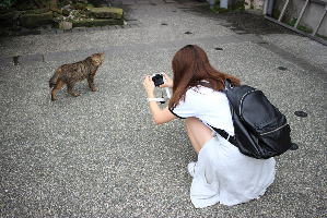 野良猫を撮影する女の子