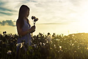 夕方のチューリップ畑と花を摘む女性